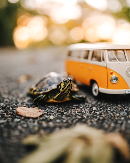 Tammy Tortué